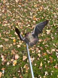 Animal Removal Oakwood